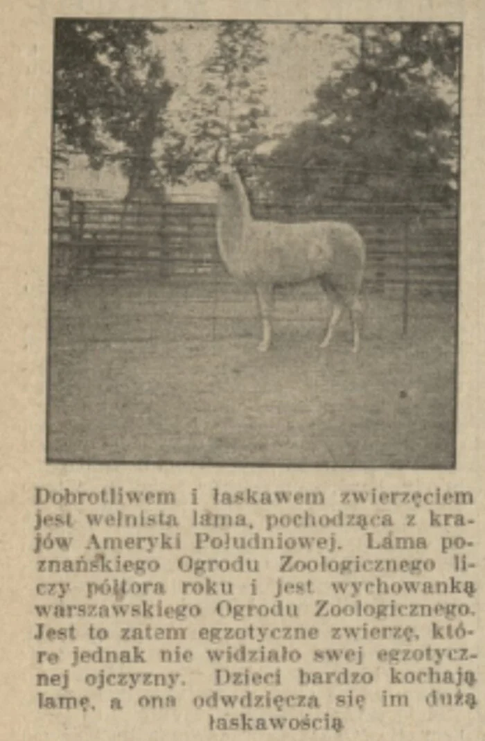 Wycinek z historycznej prasy: wełnista lama z poznańskiego Ogrodu Zoologicznego