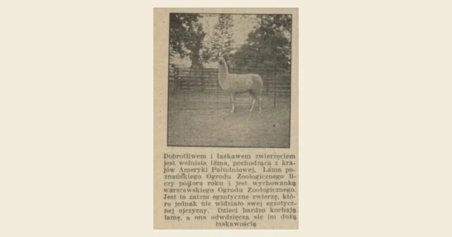 Wycinek z historycznej prasy: wełnista lama z poznańskiego Ogrodu Zoologicznego