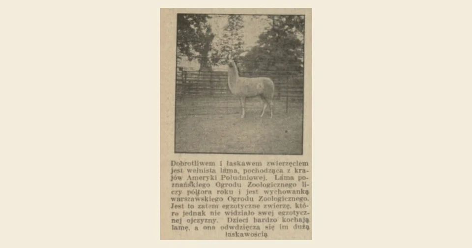 Wycinek z historycznej prasy: wełnista lama z poznańskiego Ogrodu Zoologicznego